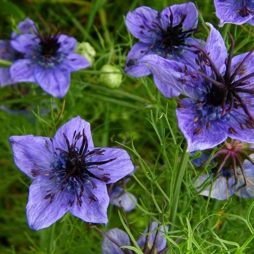 Nigella hispanica