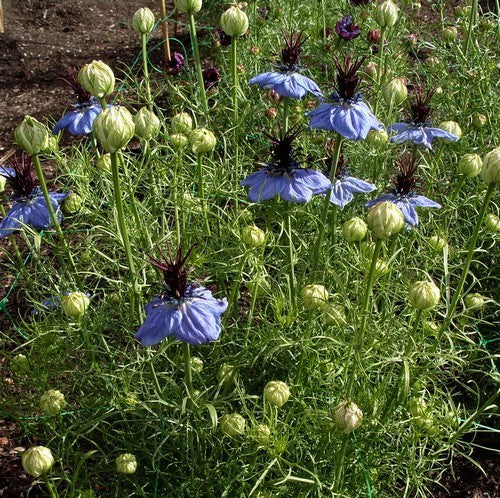 Nigella hispanica