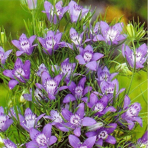 Nigella garidella 'Blue Stars'
