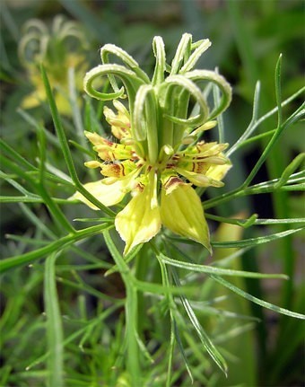 Nigella orientalis 'Transformer'