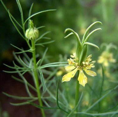 Nigella orientalis 'Transformer'