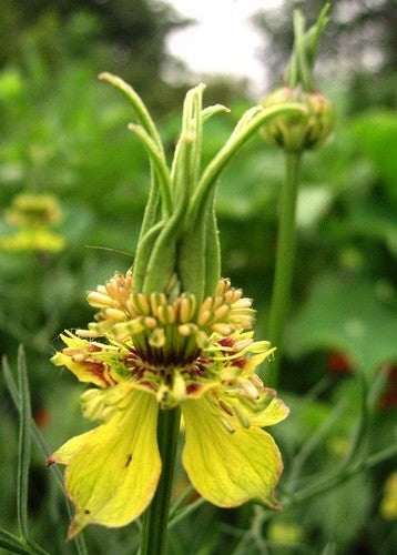 Nigella orientalis 'Transformer'