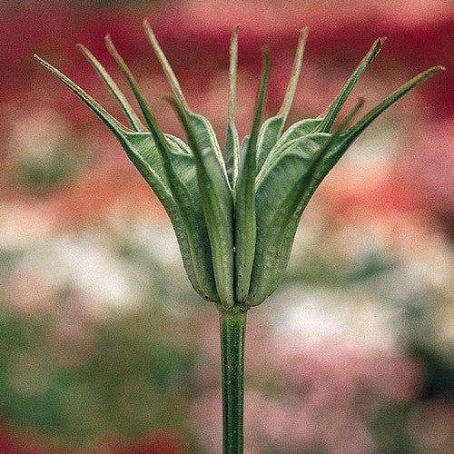 Nigella orientalis 'Transformer'