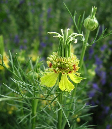 Nigella orientalis 'Transformer'