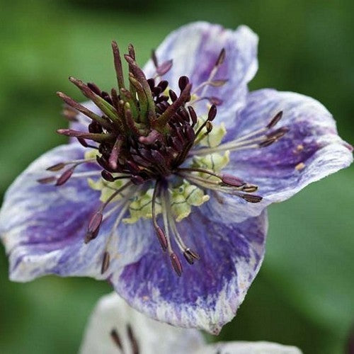 Nigella papillosa 'Delft Blue'