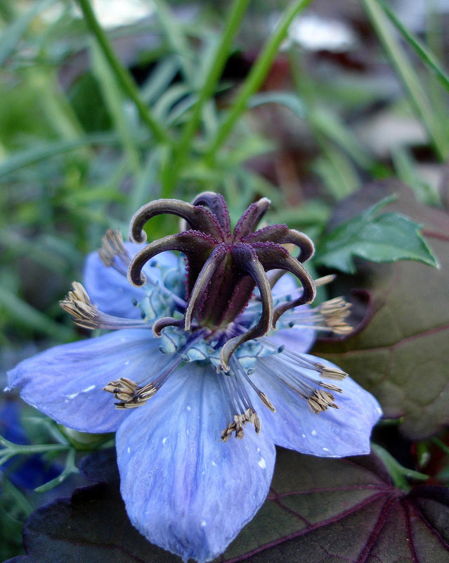 Nigella papillosa 'Midnight Blue'