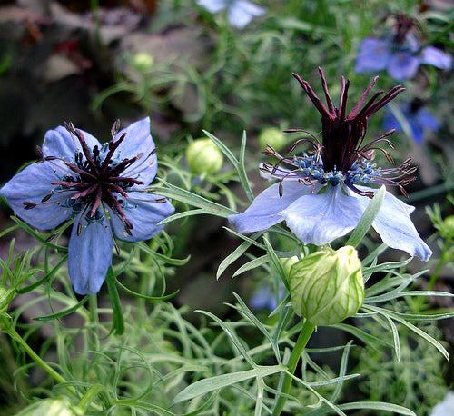 Nigella papillosa 'Midnight Blue'