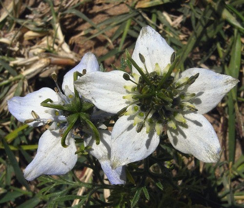 Nigella sativa Zwarte Komijn