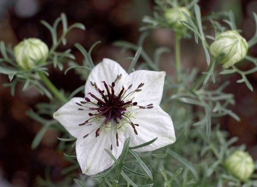 Nigella sativa Zwarte Komijn