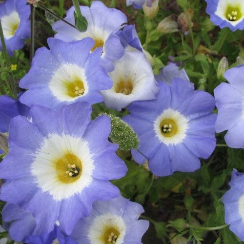 Nolana paradoxa 'Blue Bird'