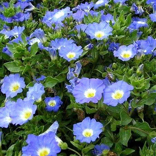 Nolana paradoxa 'Blue Bird'