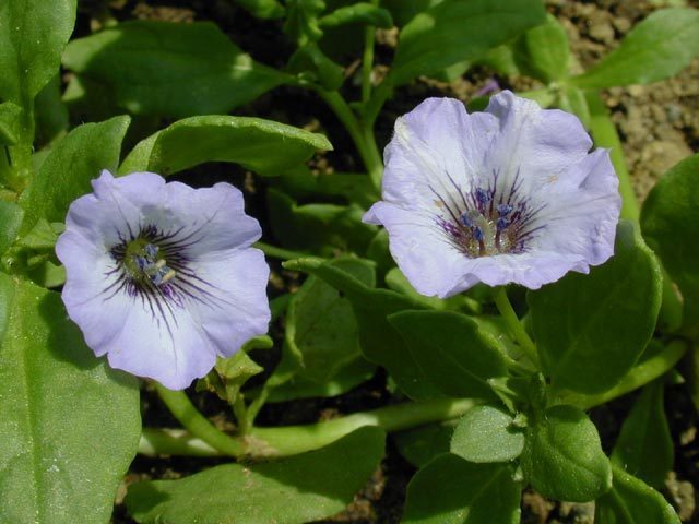 Nolana paradoxa 'Blue Bird'