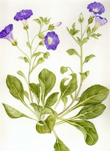 Nolana paradoxa 'Blue Bird'
