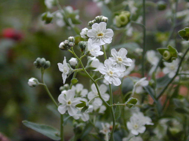 Omphalodes linifolia 'Little Snow White'