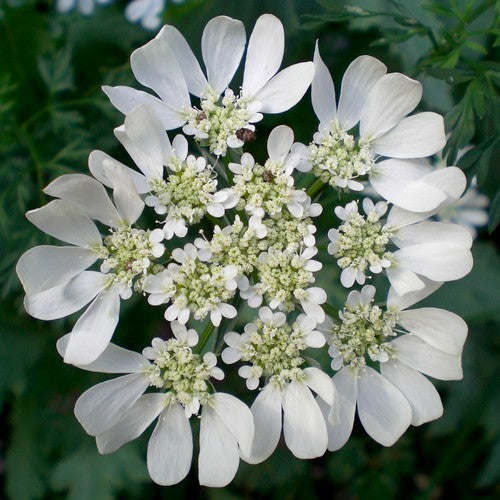 Orlaya grandiflora