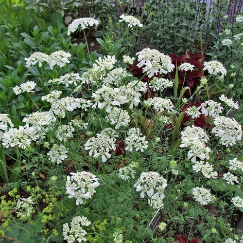 Orlaya grandiflora
