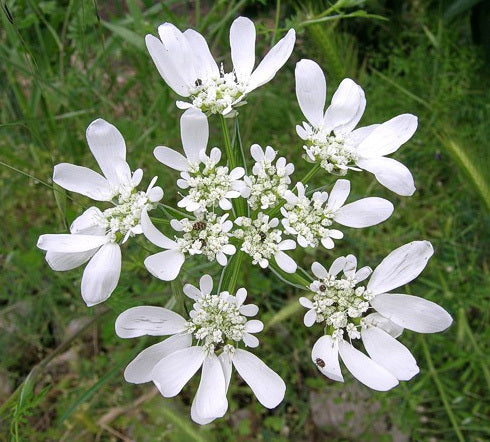 Orlaya grandiflora