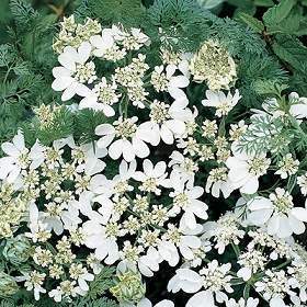 Orlaya grandiflora
