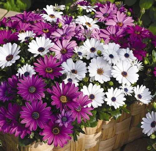 Osteospermum ecklonis 'Daisy Mae'