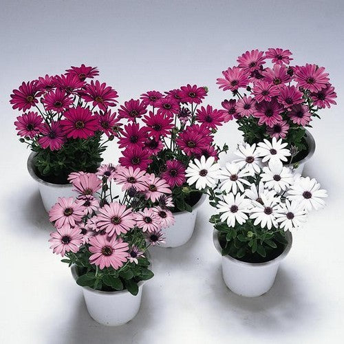Osteospermum ecklonis 'Daisy Mae'
