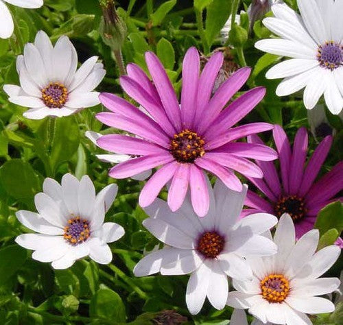 Osteospermum ecklonis 'Daisy Mae'