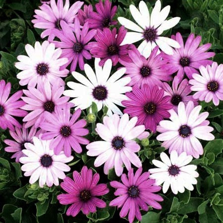 Osteospermum ecklonis 'Daisy Mae'
