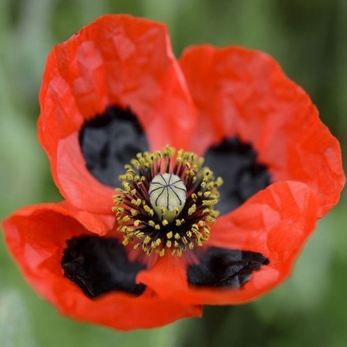 Papaver commutatum 'Ladybird'