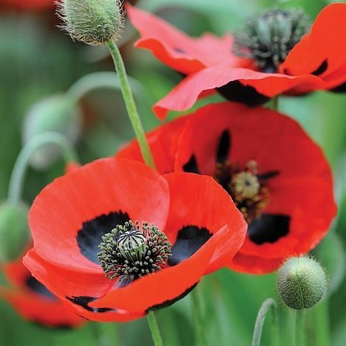 Papaver commutatum 'Ladybird'