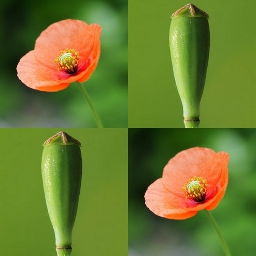Pale Poppy