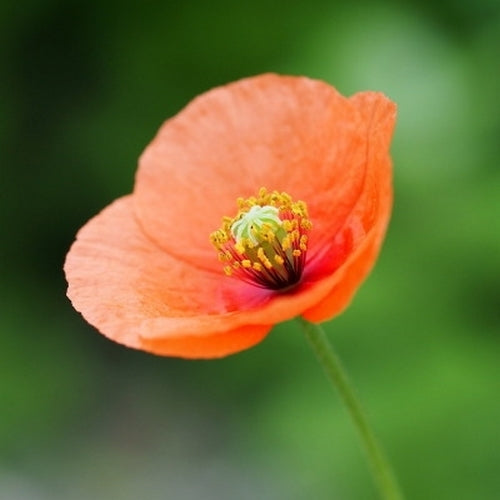 Pale Poppy