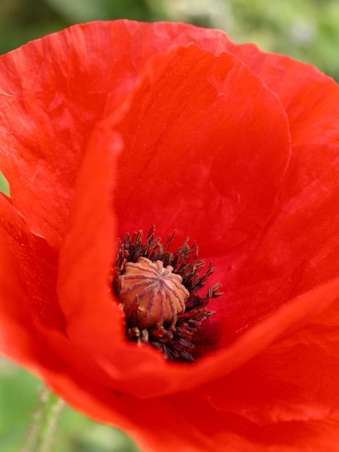 Papaver glaucum