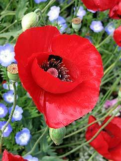 Papaver glaucum