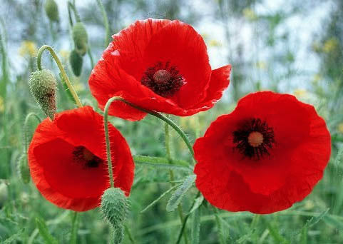 Papaver rhoeas