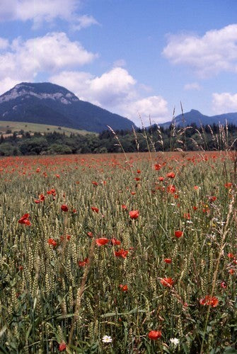 Papaver rhoeas