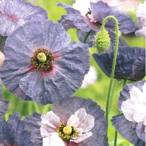 Papaver rhoeas 'Amazing Grey'
