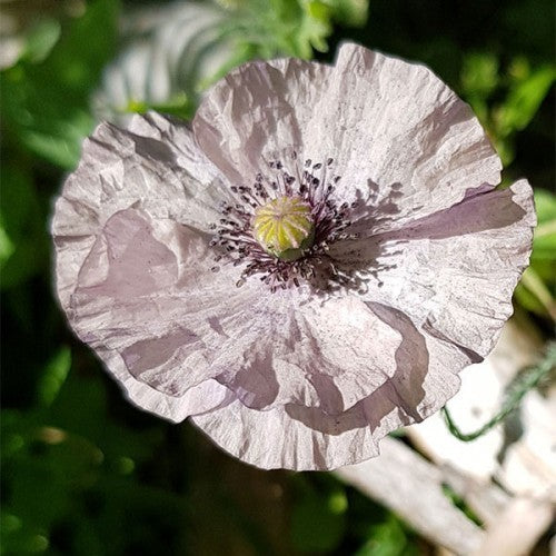 Papaver rhoeas 'Amazing Grey'