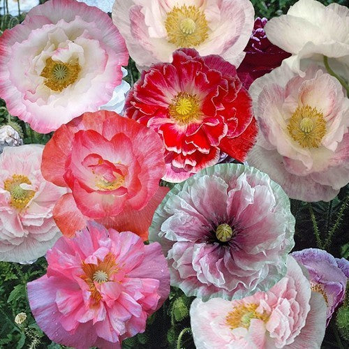 Papaver rhoeas 'Angels Choir Mixed' / 'Dawn Chorus'