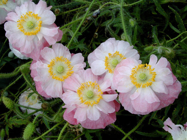 Papaver rhoeas 'Angels Choir Mixed' / 'Dawn Chorus'