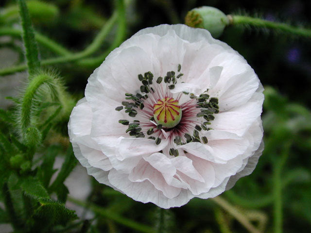 Papaver rhoeas 'Angels Choir Mixed' / 'Dawn Chorus'
