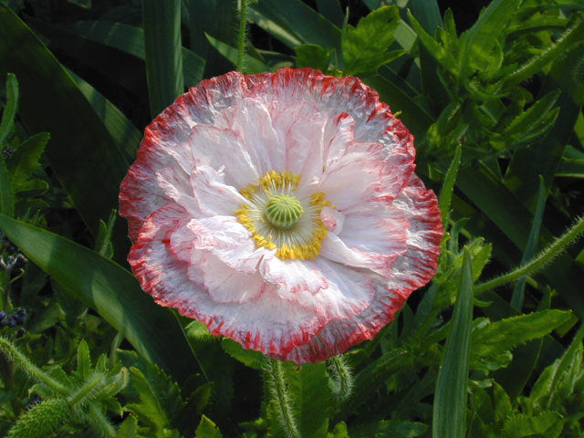 Papaver rhoeas 'Angels Choir Mixed' / 'Dawn Chorus'