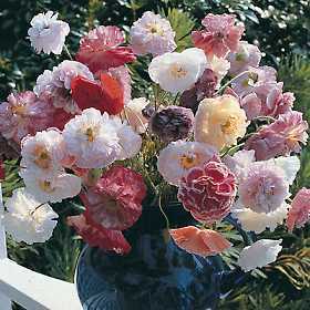 Papaver rhoeas 'Angels Choir Mixed' / 'Dawn Chorus'