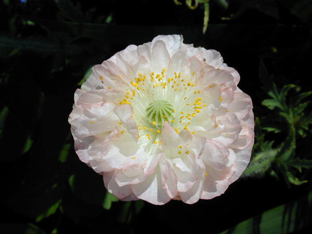 Papaver rhoeas 'Angels Choir Mixed' / 'Dawn Chorus'