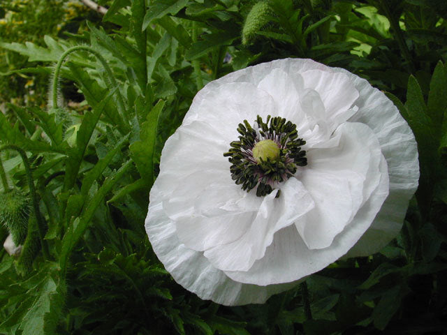 Papaver rhoeas 'Angels Choir Mixed' / 'Dawn Chorus'