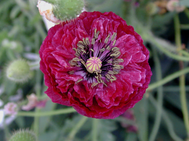 Papaver rhoeas 'Angels Choir Mixed' / 'Dawn Chorus'