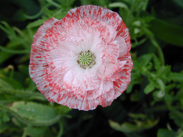 Papaver rhoeas 'Angels Choir Mixed' / 'Dawn Chorus'
