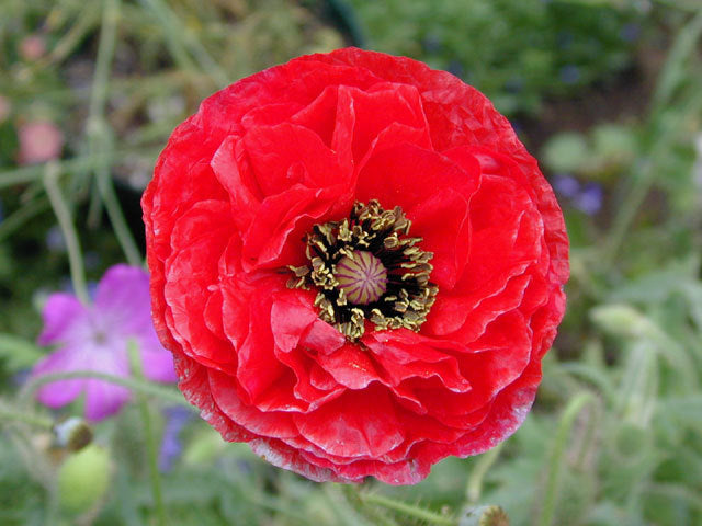Papaver rhoeas 'Angels Choir Mixed' / 'Dawn Chorus'
