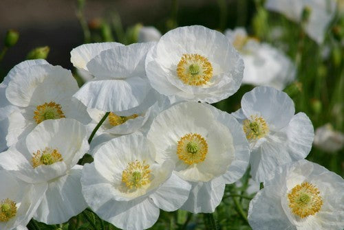 Papaver rhoeas 'Bridal Silk'