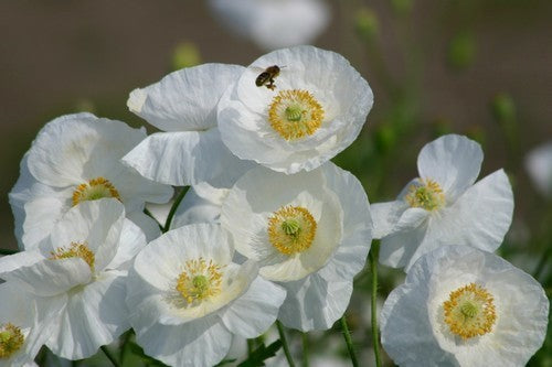 Papaver rhoeas 'Bridal Silk'