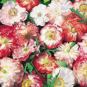 Papaver rhoeas 'Shirley Double Mixed'