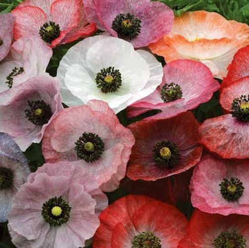 Papaver Rhoeas 'Mother Of Pearl' / 'Parelmoer' / 'Fairy Wings'